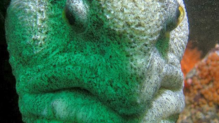 The ugliest animal in the world has to be <em>this</em> wolf eel